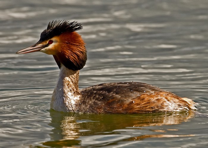 Great Crested Grebe