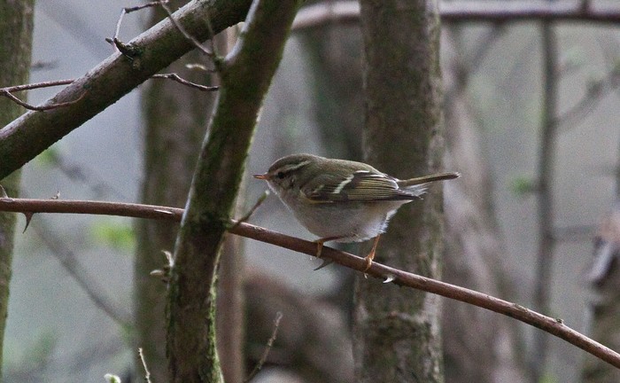 Yellow-browed Warbler
