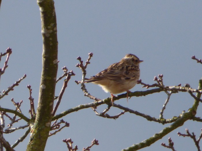 Woodlark