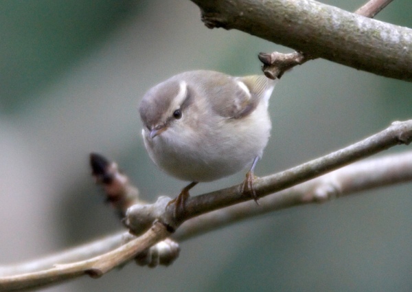 Hume's Yellow-browed Warbler