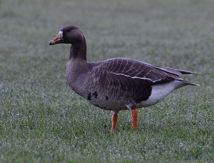 Greenland White-fronted Goose