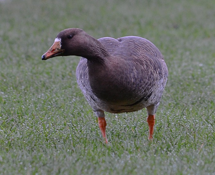 Greenland White-fronted Goose