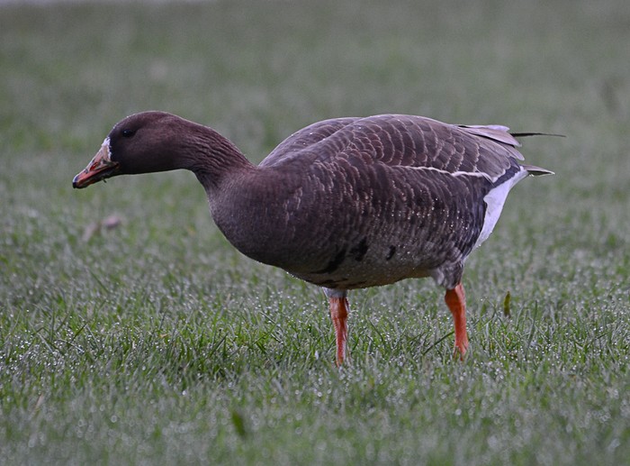 Greenland White-fronted Goose