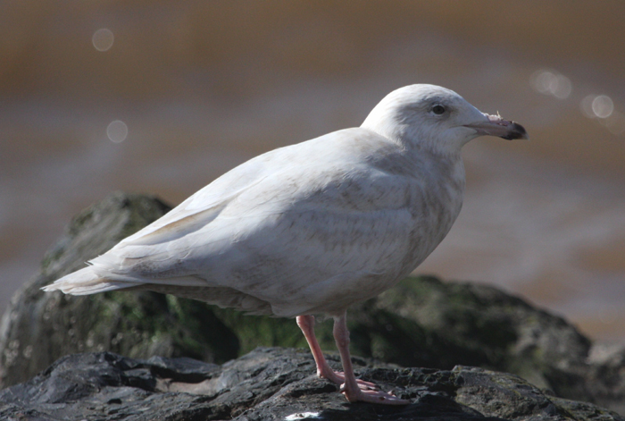 Glaucous Gull