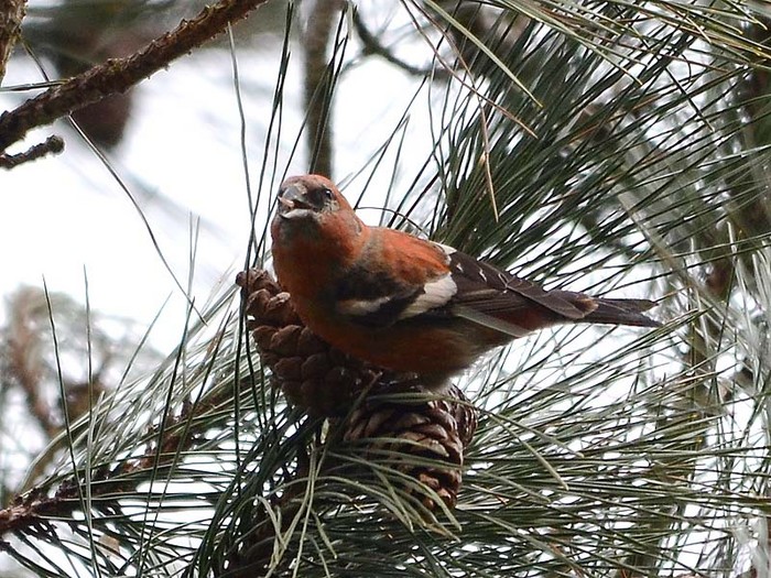 Two-barred Crossbill