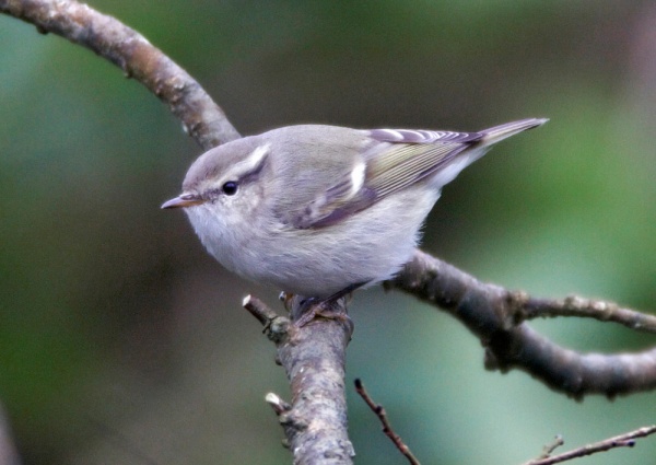Hume's Yellow-browed Warbler