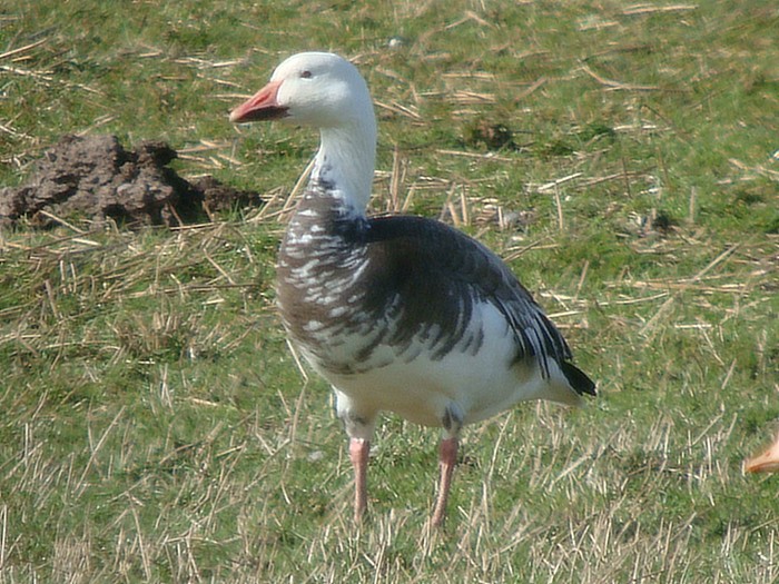 Lesser Snow Goose