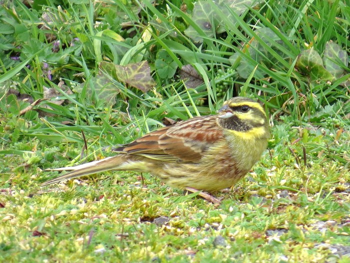 Cirl Bunting