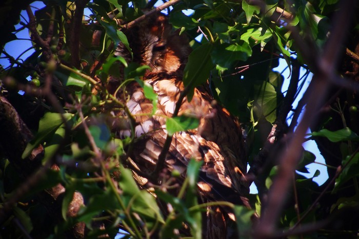 Tawny Owl