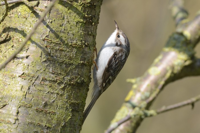 Northern Treecreeper