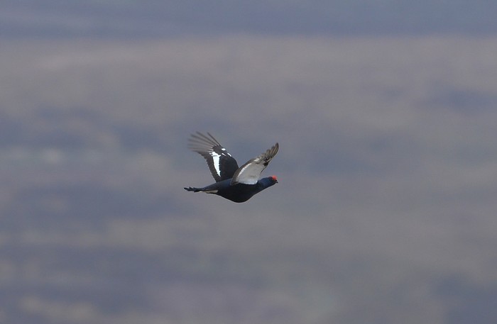Black Grouse