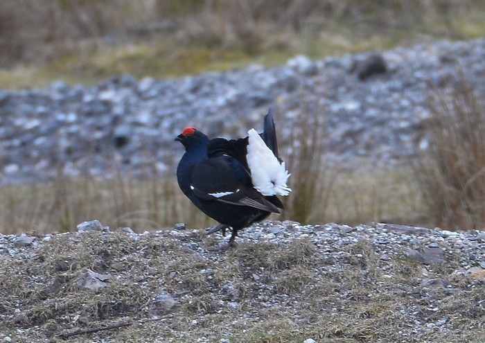 Black Grouse