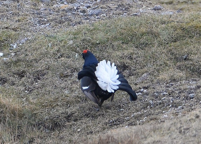Black Grouse