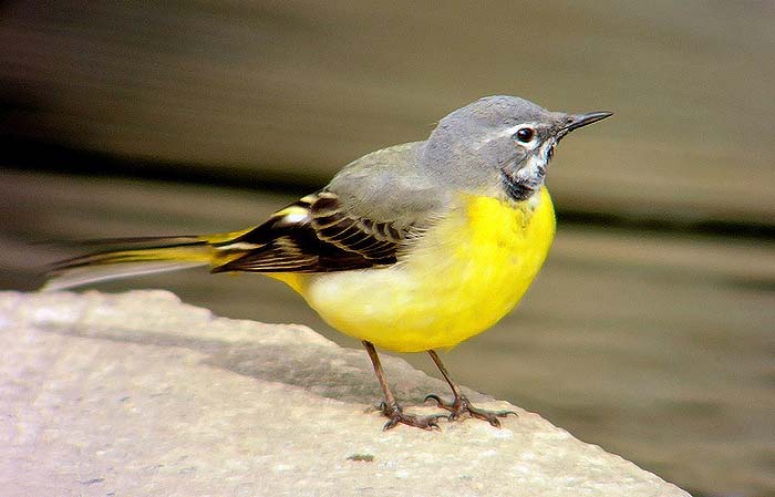 Grey Wagtail