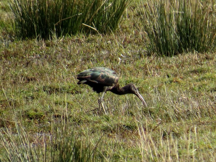 Glossy Ibis