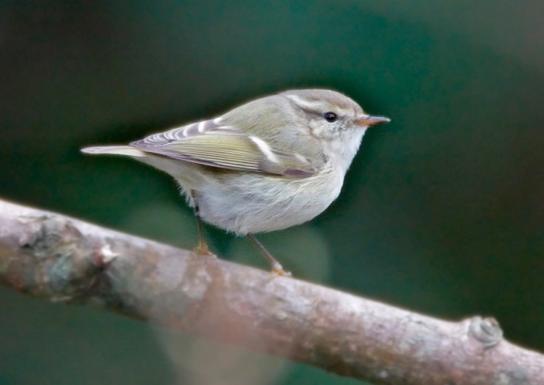 Hume's Yellow-browed Warbler