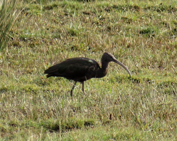 Glossy Ibis