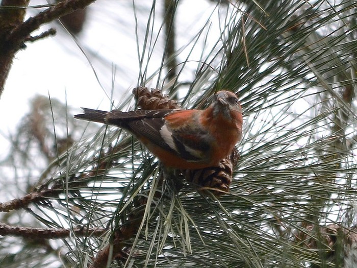 Two-barred Crossbill