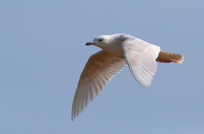 Iceland Gull