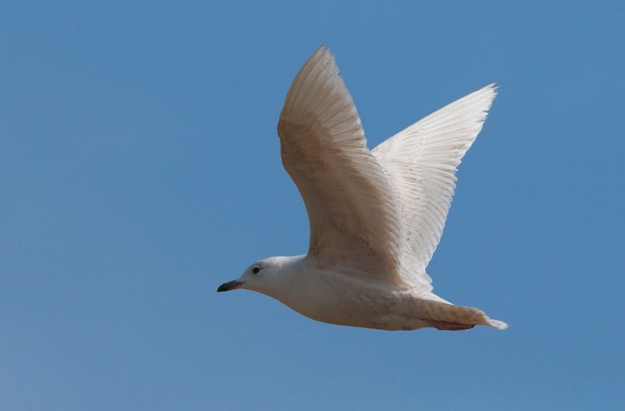 Iceland Gull