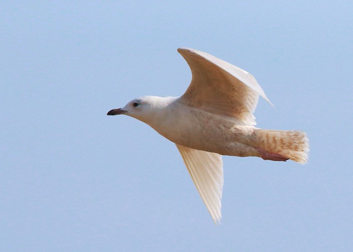 Iceland Gull