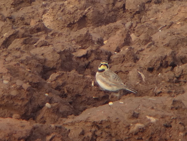 shorelark