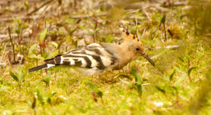 Hoopoe