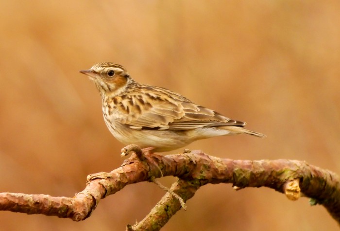 Woodlark