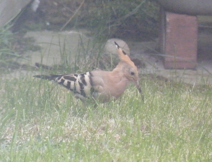 Hoopoe