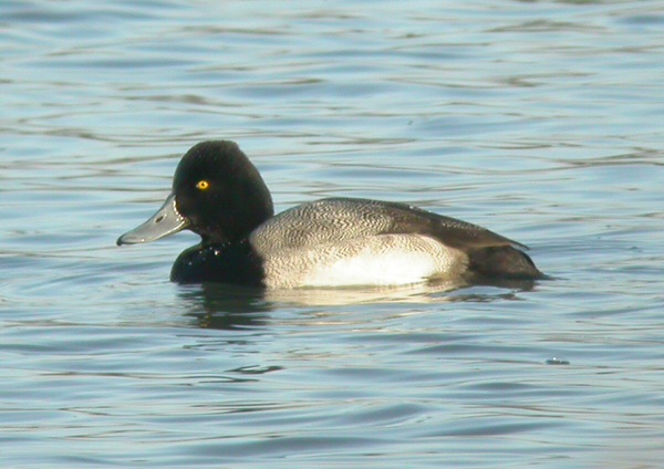 Lesser Scaup
