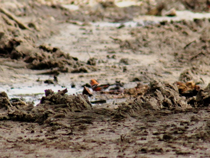 Two-barred Crossbill