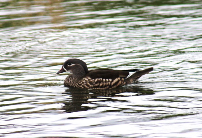 Mandarin