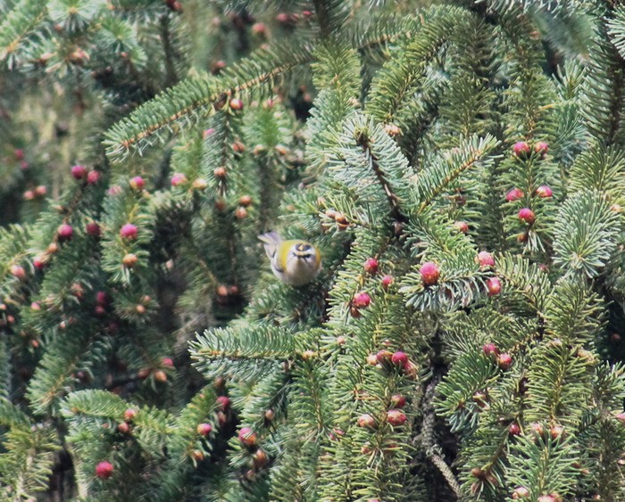 Firecrest