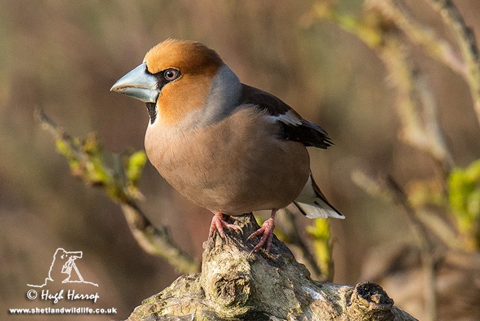 Hawfinch