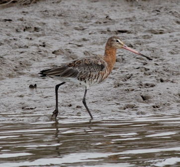 Black-tailed Godwit