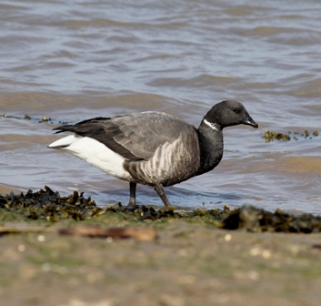 Dark-bellied Brent Goose
