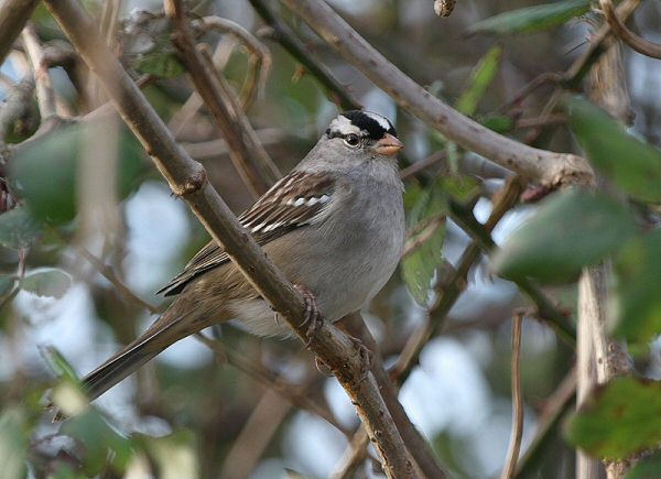 White-crowned Sparrow