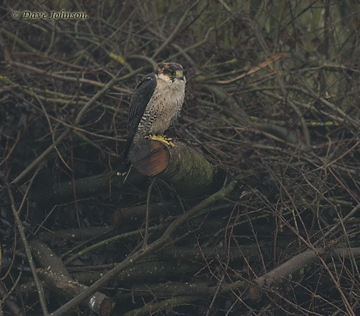 Lanner Falcon
