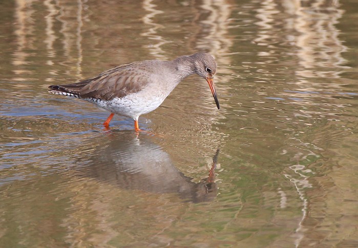Redshank