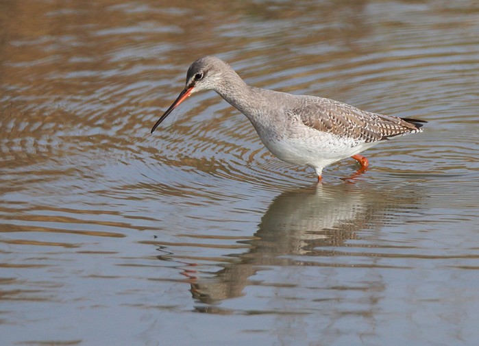Spotted Redshank