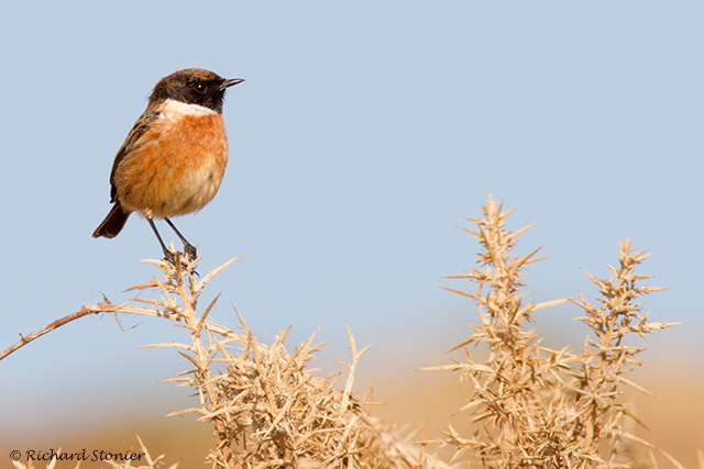 Stonechat