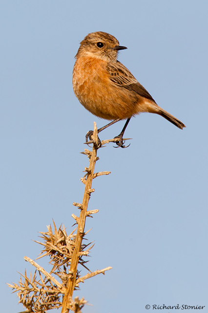 Stonechat