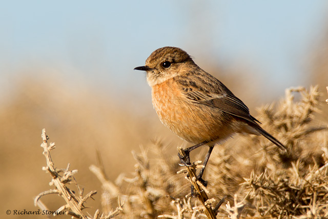 Stonechat