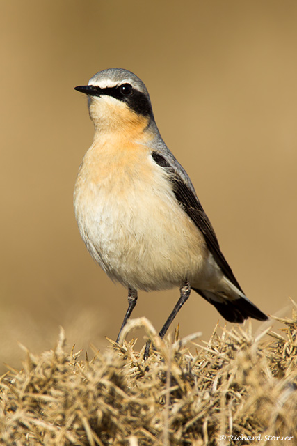 Wheatear