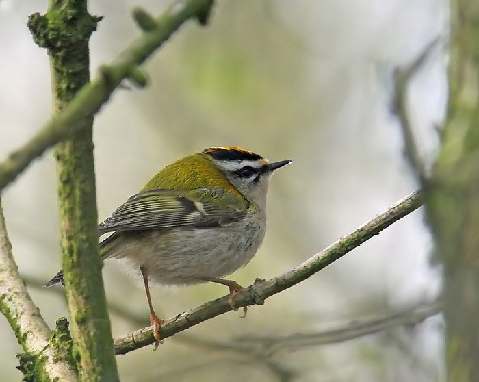 Firecrest