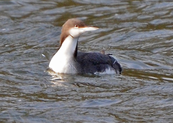 Pacific Diver