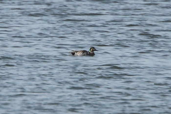 Baikal Teal