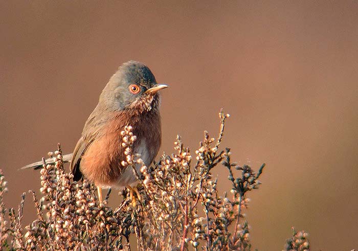 Dartford Warbler