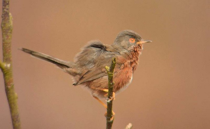 Dartford Warbler