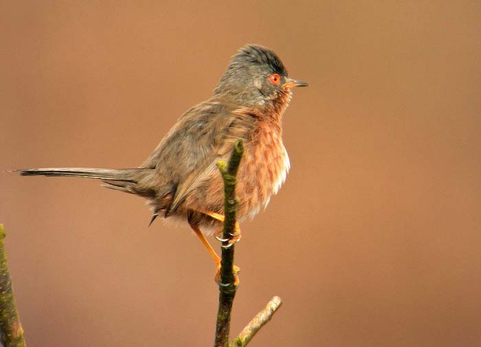 Dartford Warbler